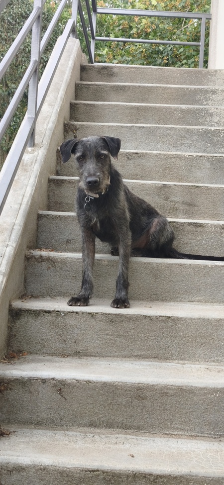 Adopter Drake