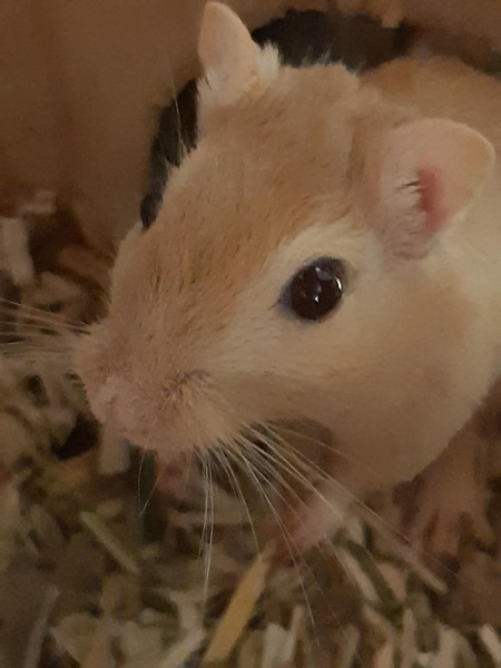 Adopter Blue et Delta