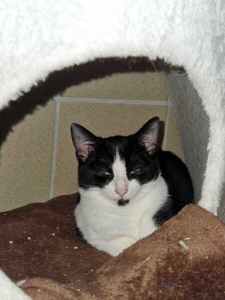 Adopter Blake