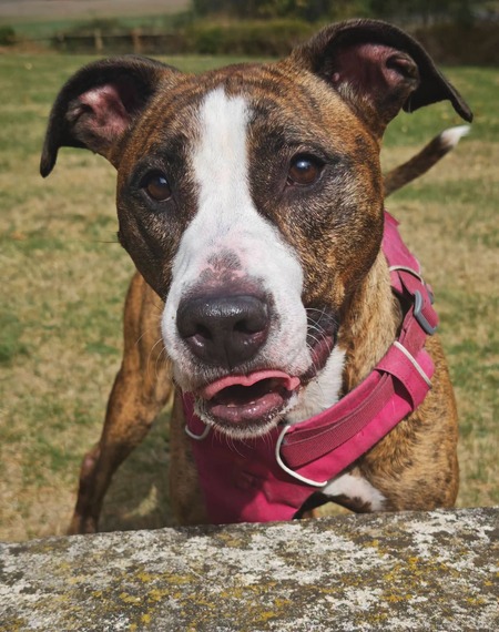 Adopter Eleykha