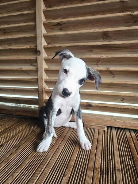 Adopter Tequila
