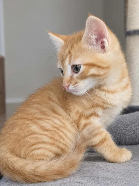 Adopter Bambi