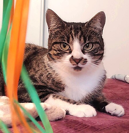 Adopter Zoya