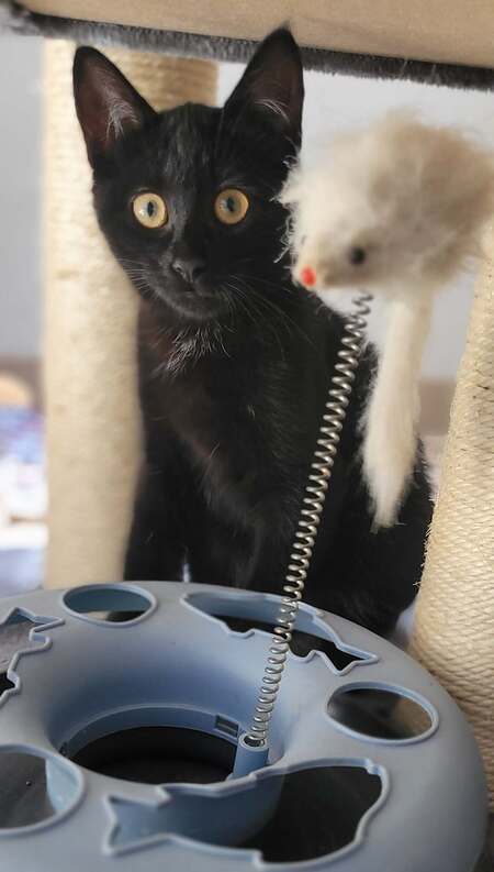 Adopter Bonnie