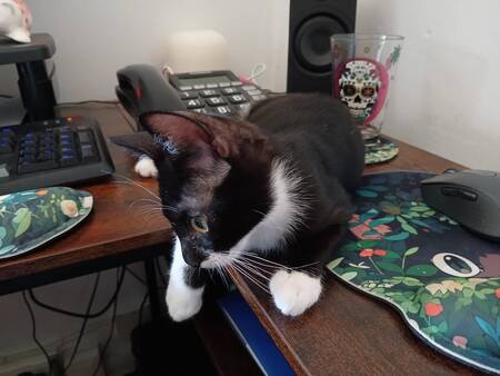 Adopter Bandit