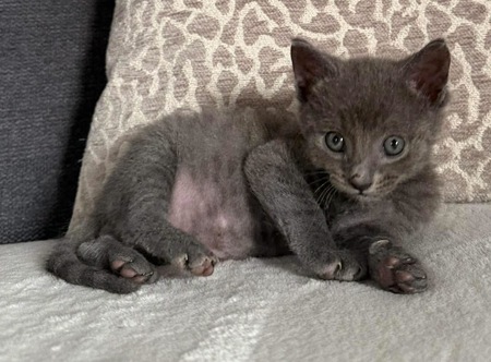 Adopter Biggyx 