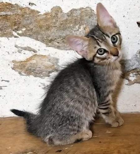 Adopter LIPSKA