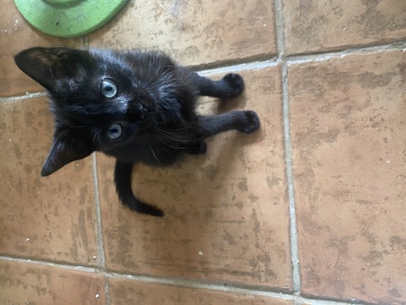 Adopter Tarzan