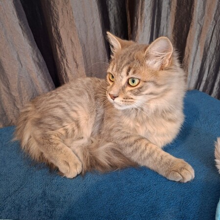 Adopter Yaos