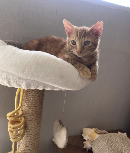 Adopter Simba 
