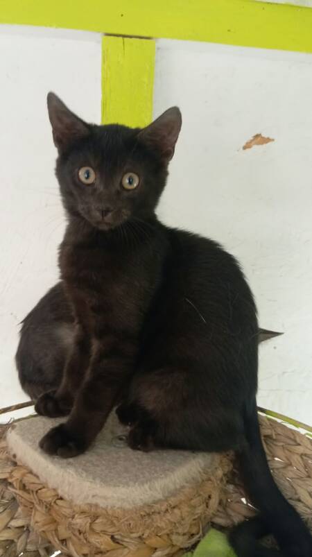 Adopter Romain