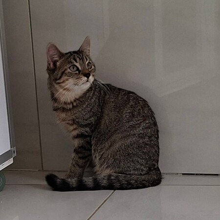 Adopter BUCEFAL