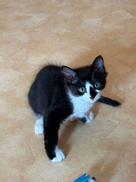 Adopter Jamie