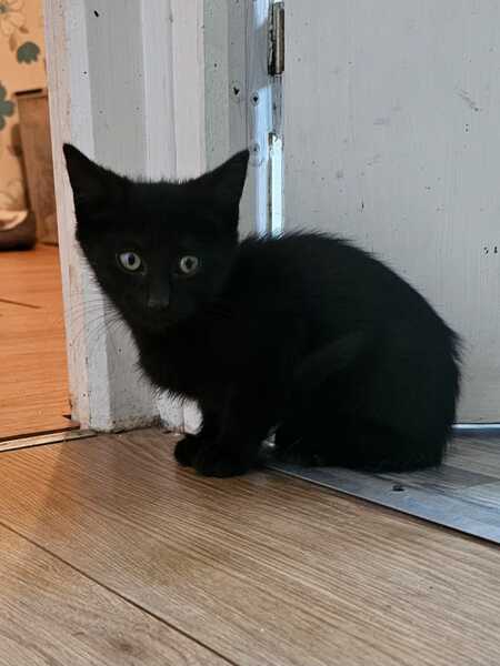 Adopter Bania