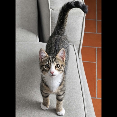 Adopter Plume