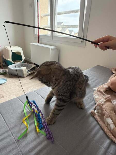 Adopter Boston