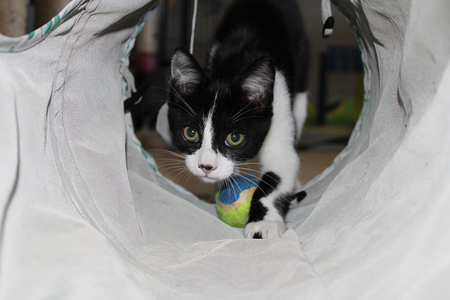 Adopter Banjo