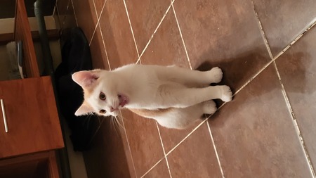 Adopter Benny