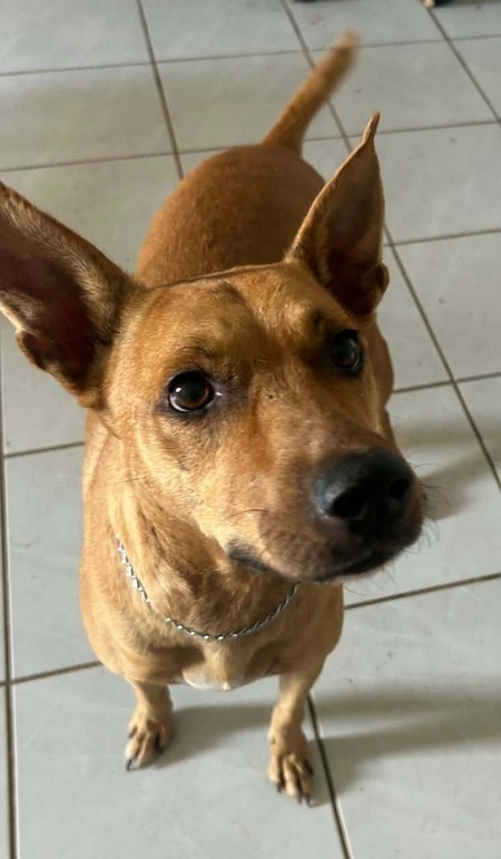 Adopter Nasus