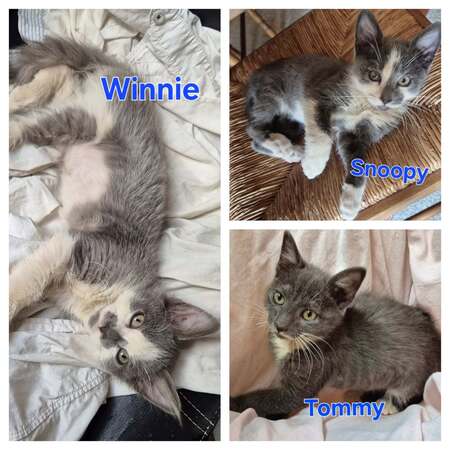 Adopter Winnie