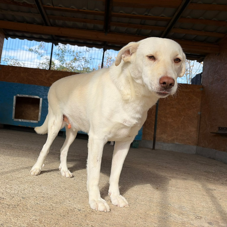 Adopter Atlas