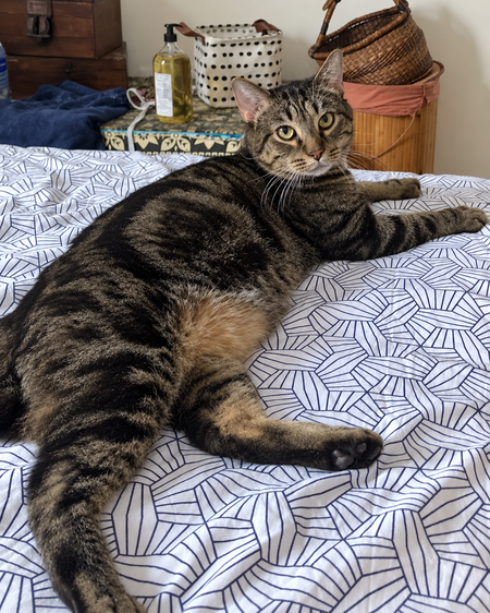Adopter Pikachu