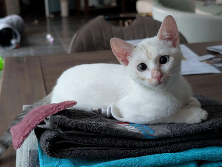 Adopter Bélize