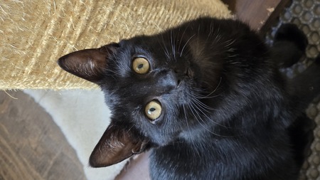 Adopter Bastet 
