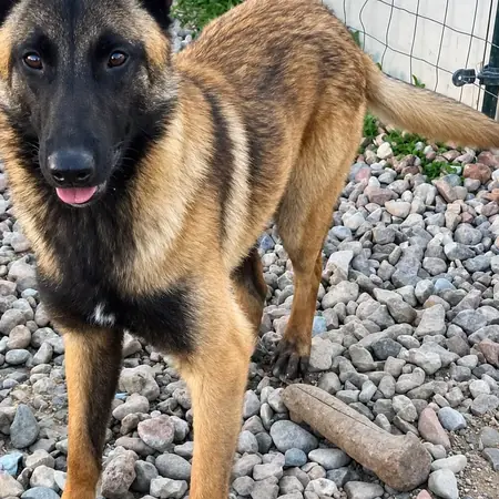 Adopter Aîko 2
