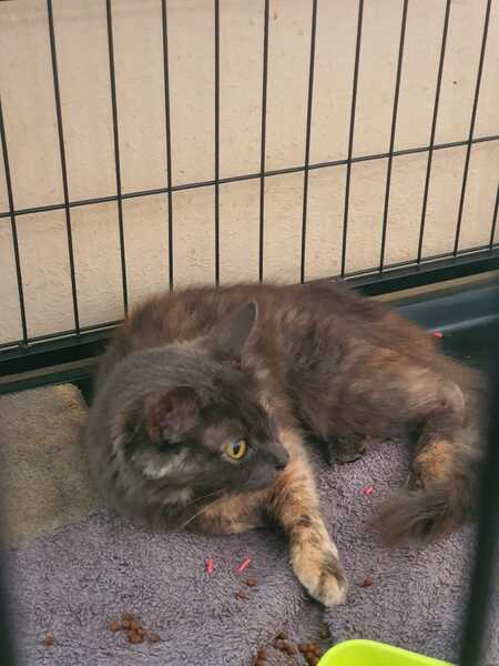 Adopter Cémavie