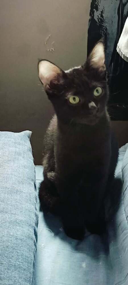 Adopter Brixia