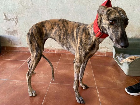 Adopter Mandarina
