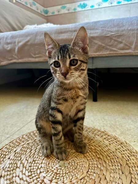 Adopter Buzz