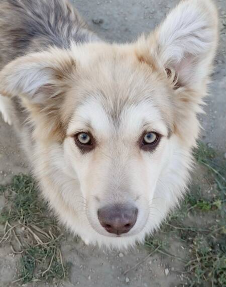 Adopter Brandy