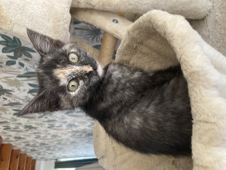 Adopter Bahya