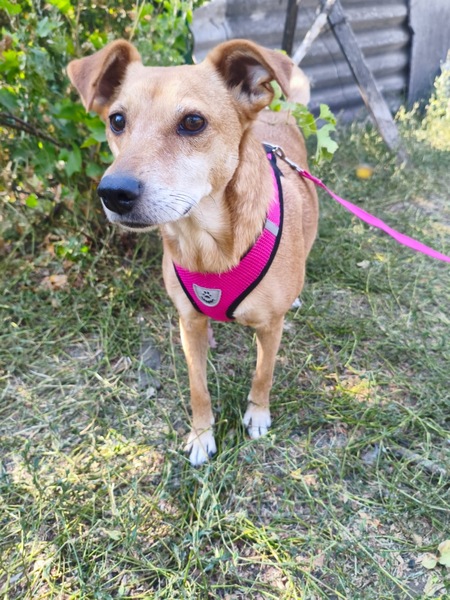 Adopter POLYA, de Ukraine!