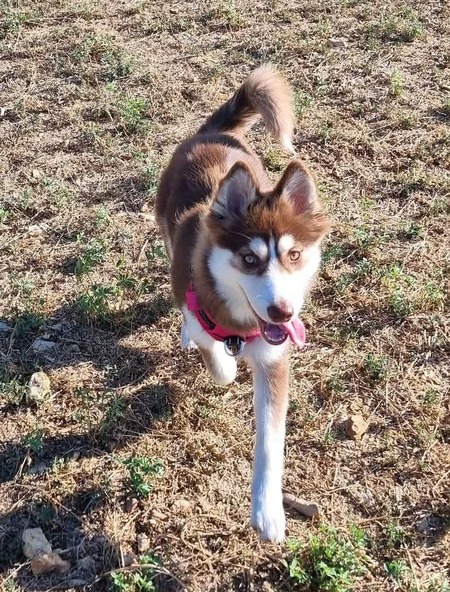 Adopter Billie