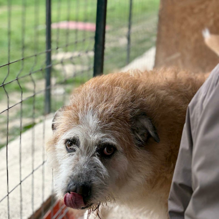 Adopter Polux
