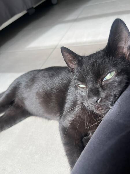 Adopter Léo