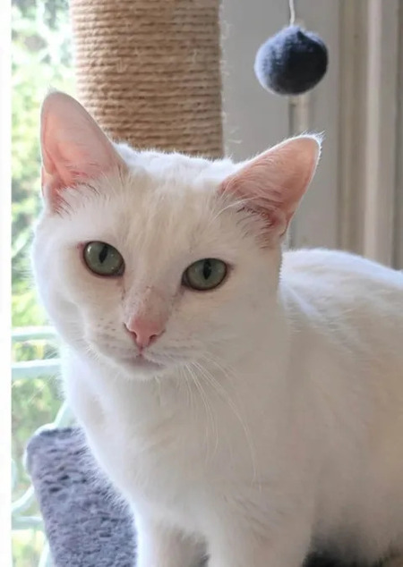 Adopter Bianca