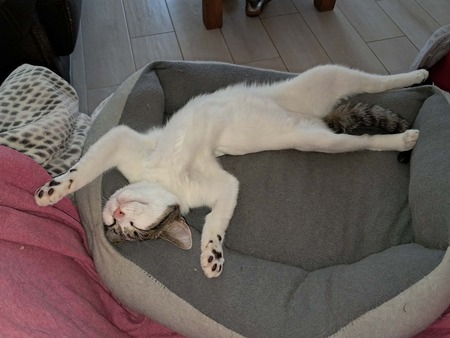 Adopter Bernadette