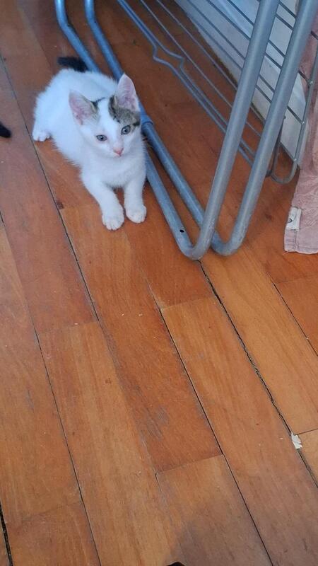 Adopter Timon