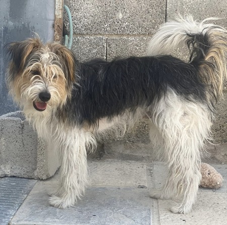 Adopter Mocho 