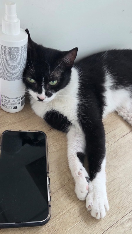 Adopter Lily
