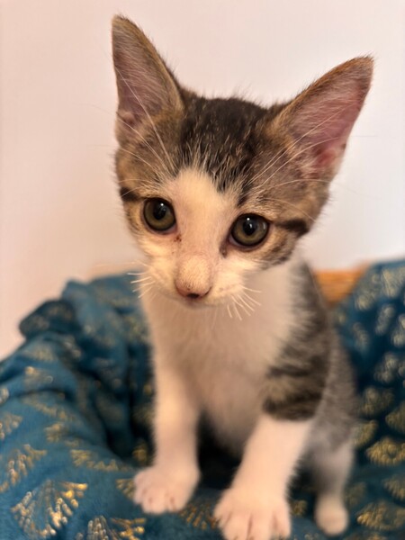 Adopter BALADE