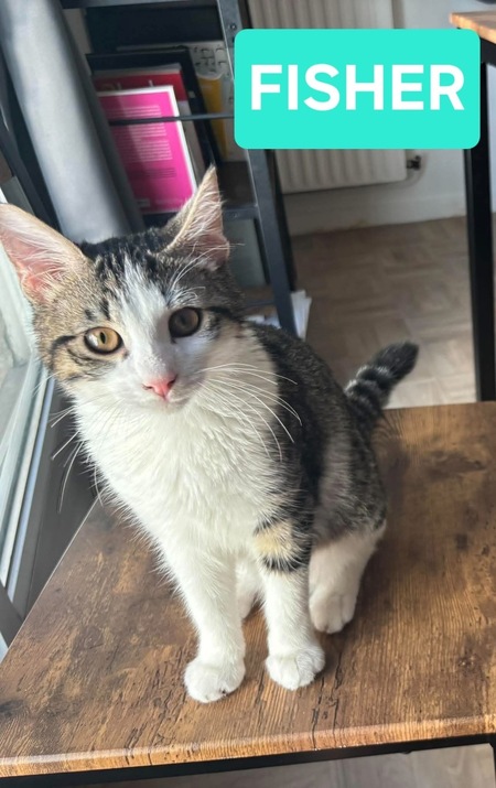 Adopter Jace et Fisher 