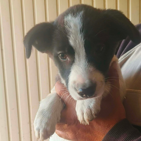 Adopter CORA