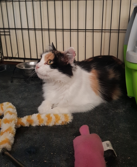 Adopter Sari