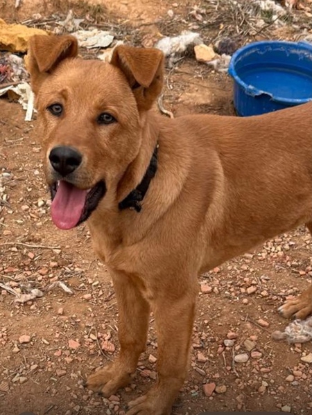 Adopter Bonacho