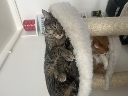 Adopter Uno
